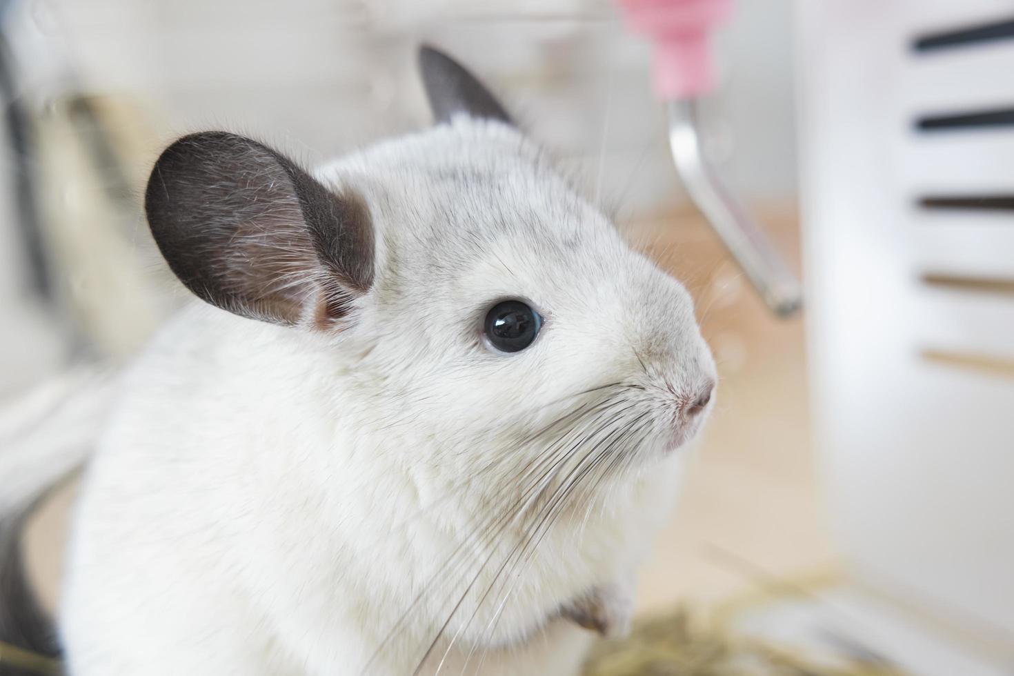 chinchilla linda mascota pelaje pelo blanco esponjoso y ojos negros. primer plano animal roedor adorable manso oído gris mirando a la cámara. Los mamíferos felinos son esponjosos y juguetones. foto