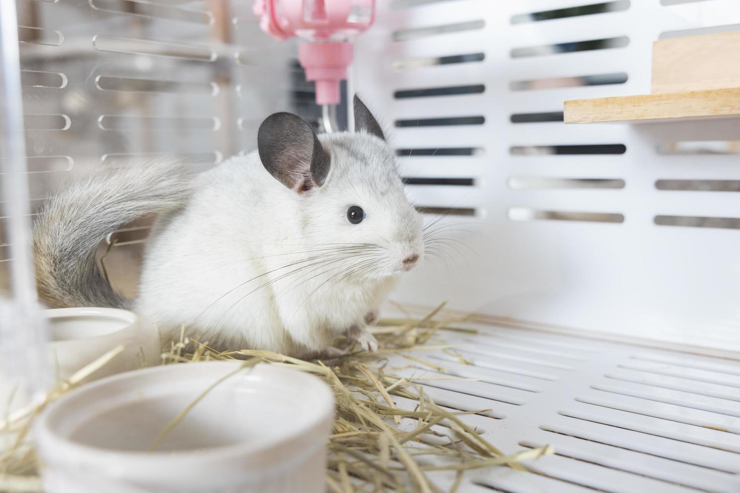 Chinchilla cute pet fur white hair fluffy and black eyes. Close-up animal rodent adorable tame ear grey looking at camera. Feline mammals are fluffy and playful. photo