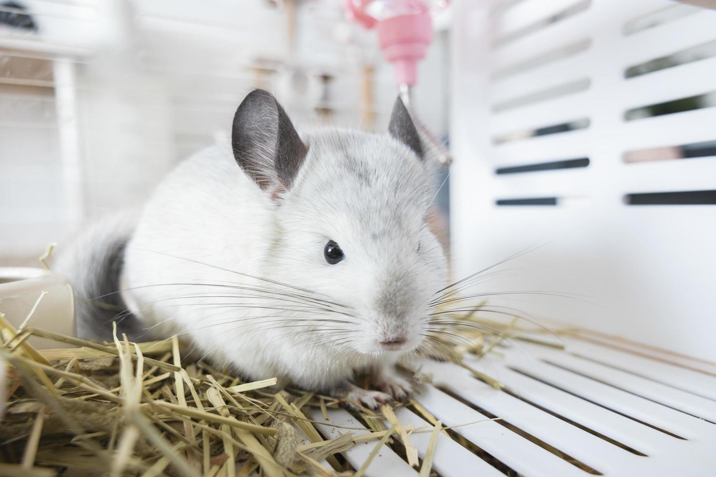 chinchilla linda mascota pelaje pelo blanco esponjoso y ojos negros. primer plano animal roedor adorable manso oído gris mirando a la cámara. Los mamíferos felinos son esponjosos y juguetones. foto