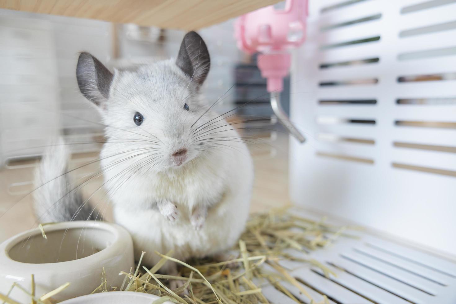 chinchilla linda mascota pelaje pelo blanco esponjoso y ojos negros. primer plano animal roedor adorable manso oído gris mirando a la cámara. Los mamíferos felinos son esponjosos y juguetones. foto