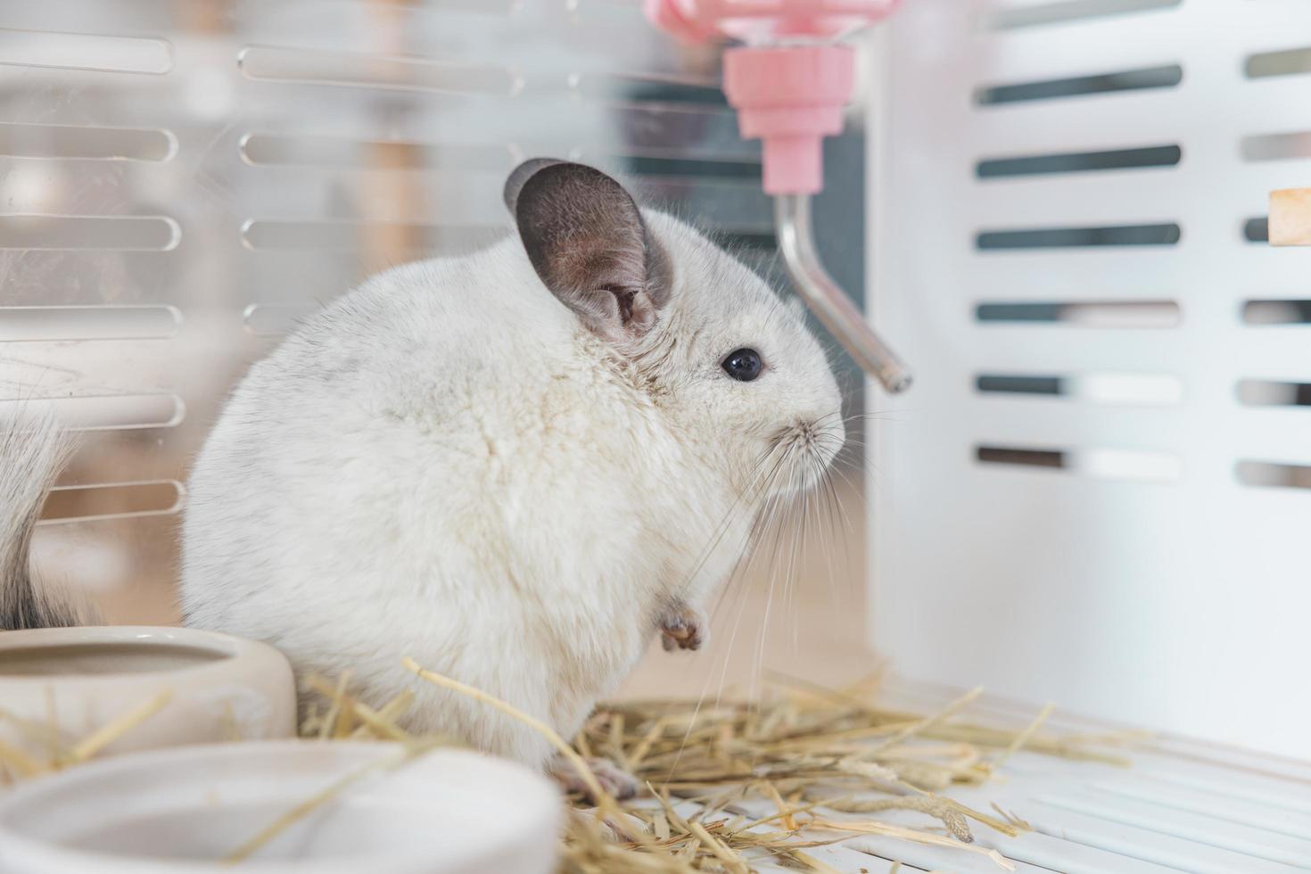 Chinchilla cute pet fur white hair fluffy and black eyes. Close-up animal rodent adorable tame ear grey looking at camera. Feline mammals are fluffy and playful. photo