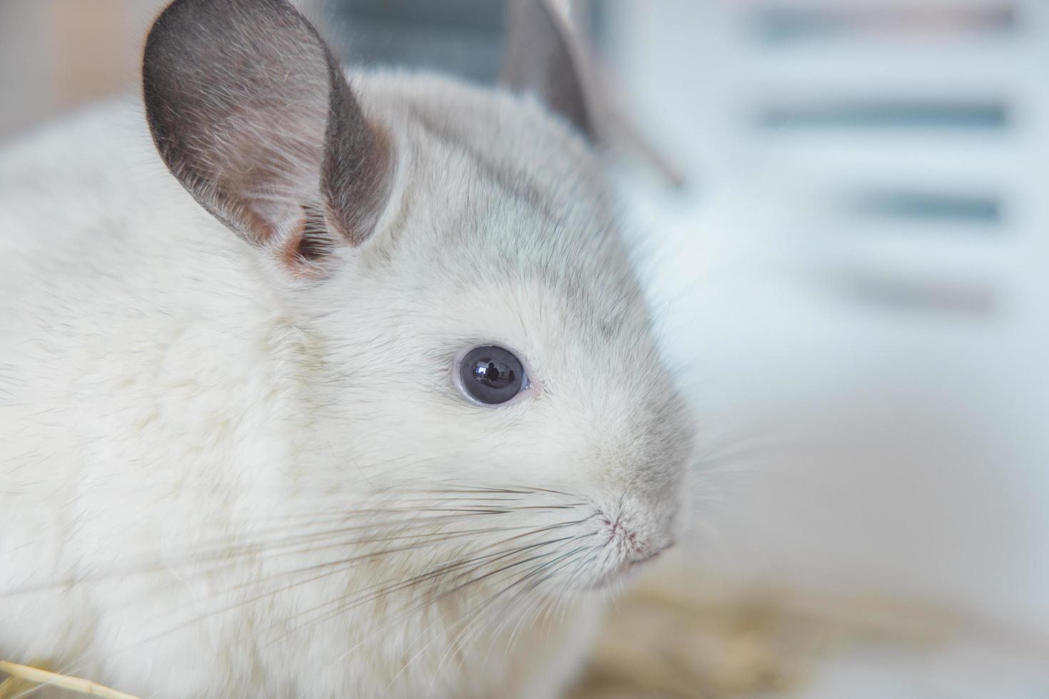 chinchilla linda mascota pelaje pelo blanco esponjoso y ojos negros. primer plano animal roedor adorable manso oído gris mirando a la cámara. Los mamíferos felinos son esponjosos y juguetones. foto