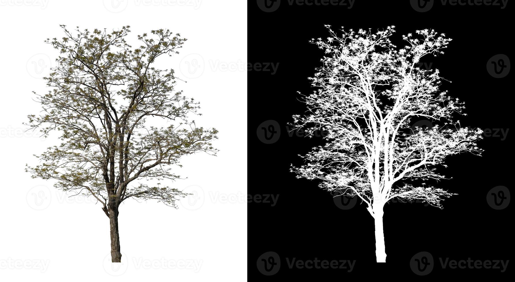 single tree with clipping path and alpha channel on black background photo