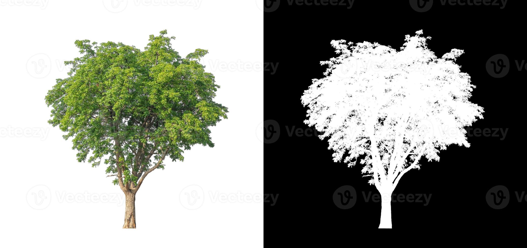 Green tree isolated on white background with clipping path, single tree with clipping path and alpha channel on black background photo