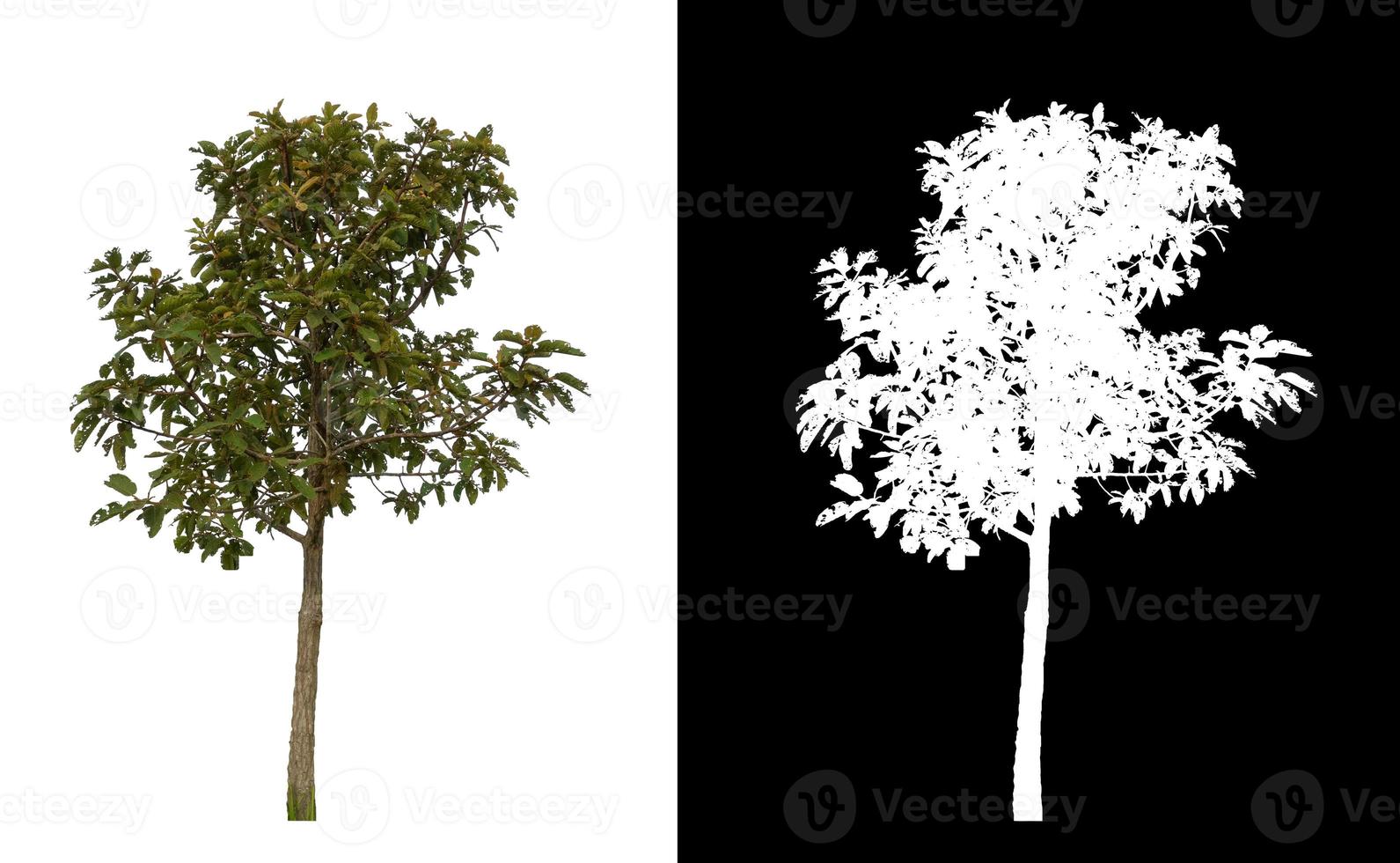 single tree with clipping path and alpha channel on black background photo