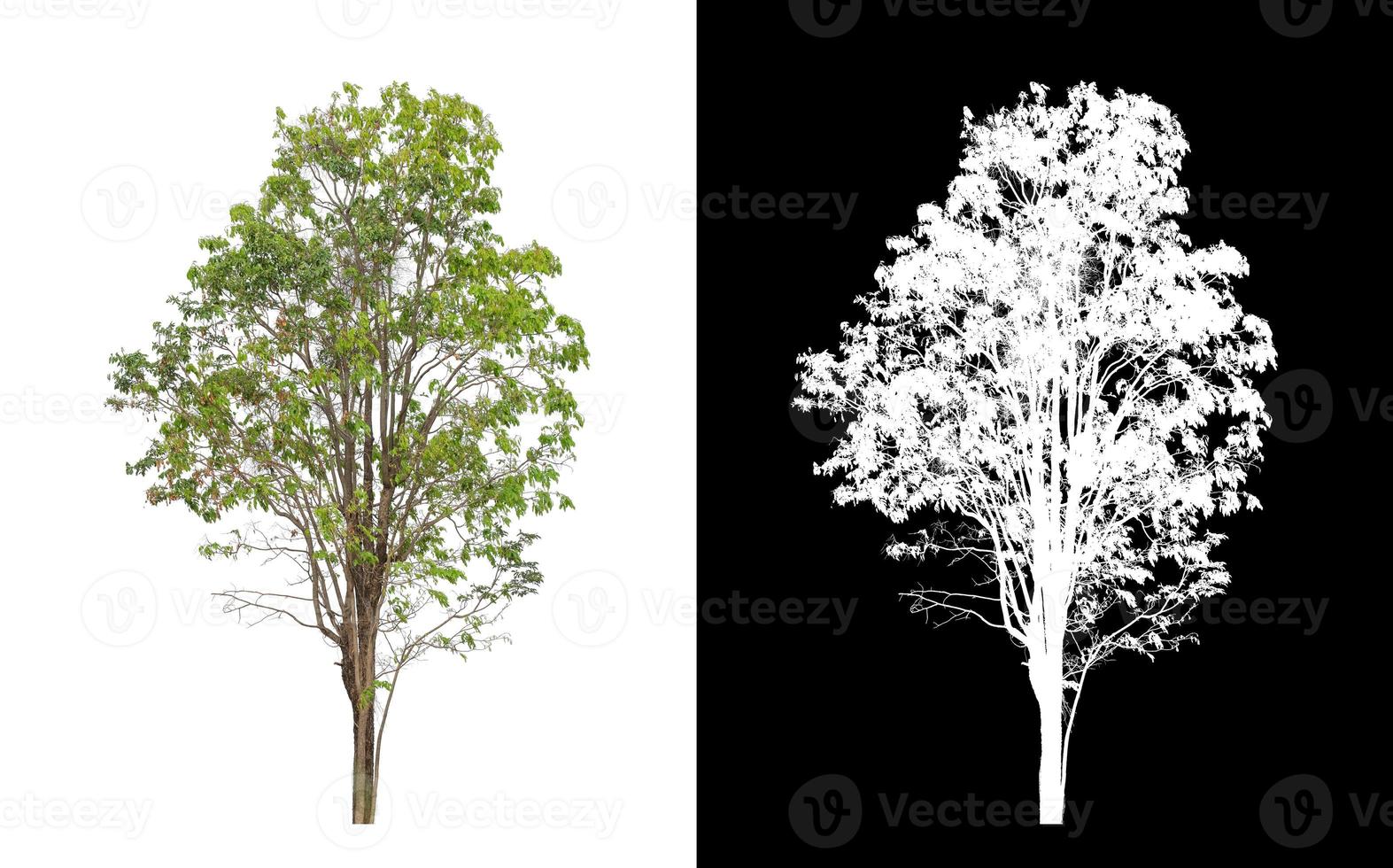 single tree with clipping path and alpha channel on black background photo