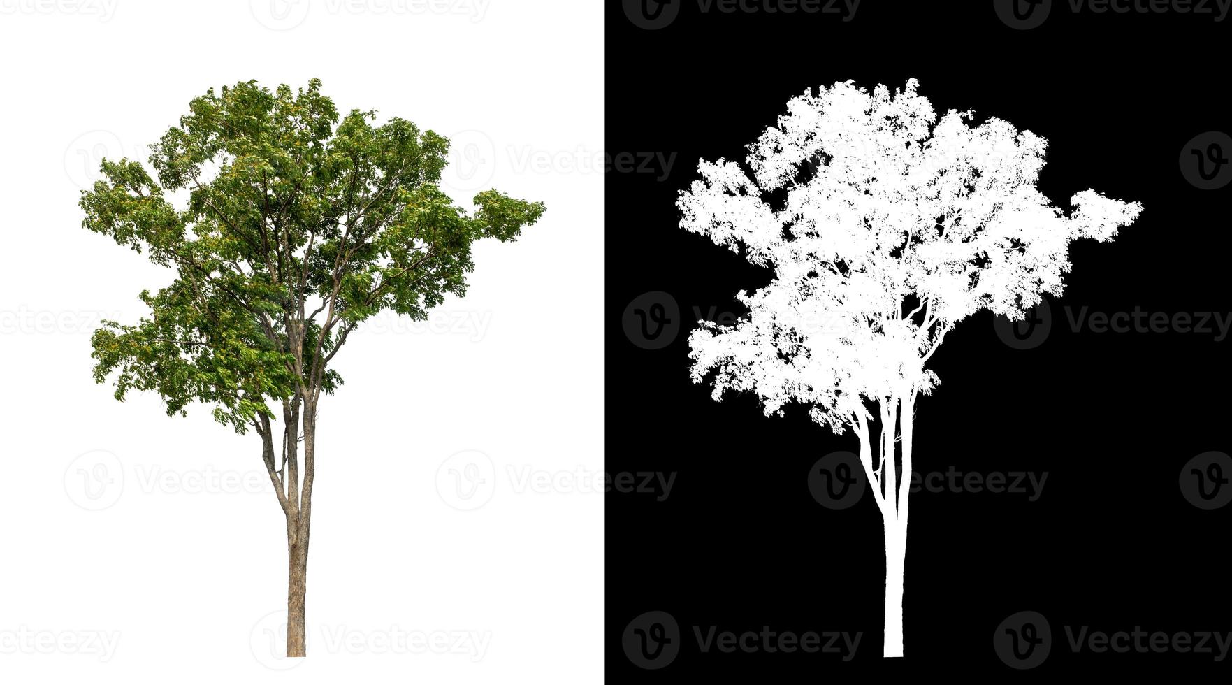 Green tree isolated on white background with clipping path, single tree with clipping path and alpha channel on black background photo