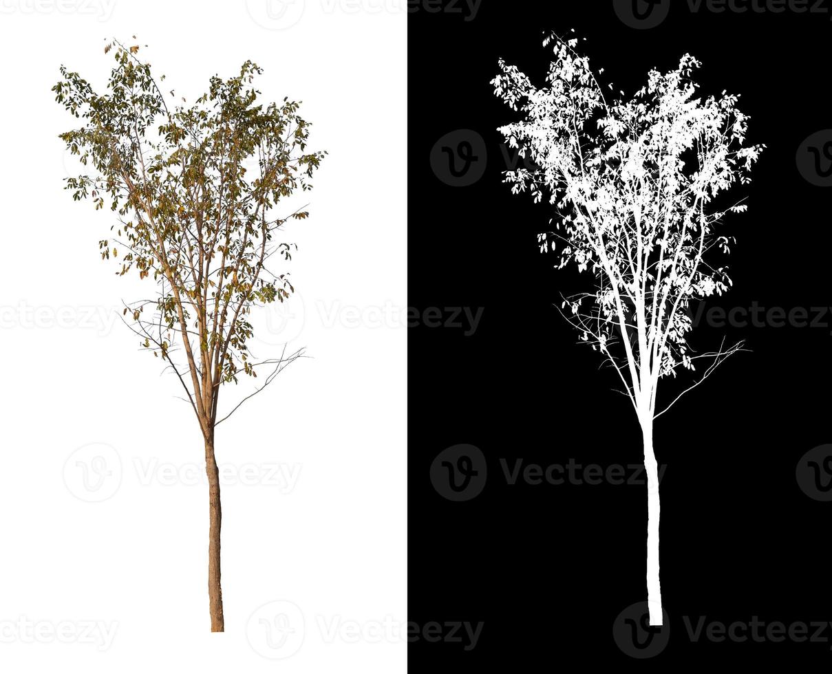 single tree with clipping path and alpha channel on black background photo