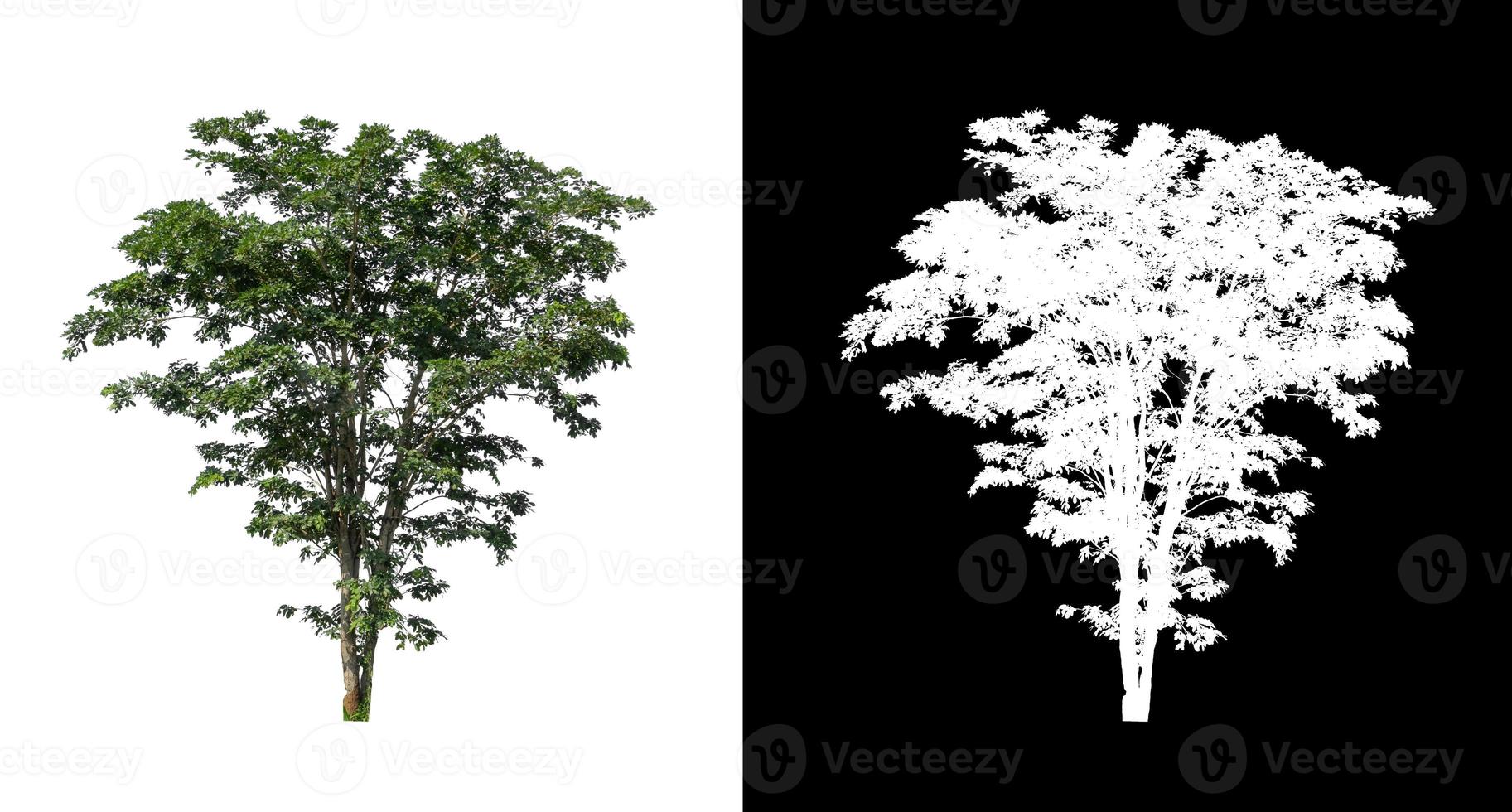 single tree with clipping path and alpha channel on black background photo