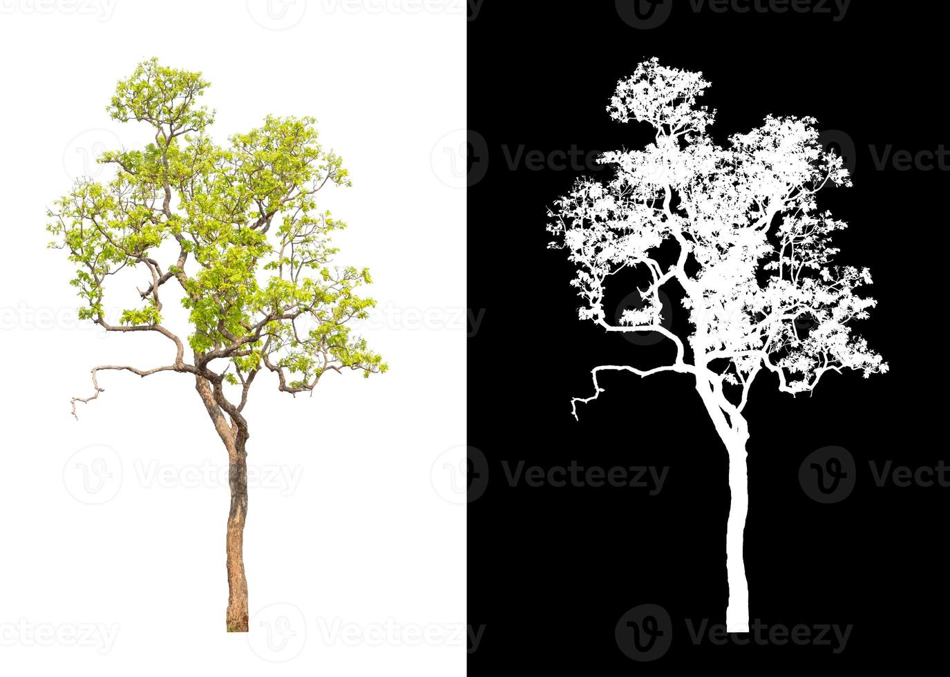 single tree with clipping path and alpha channel on black background photo