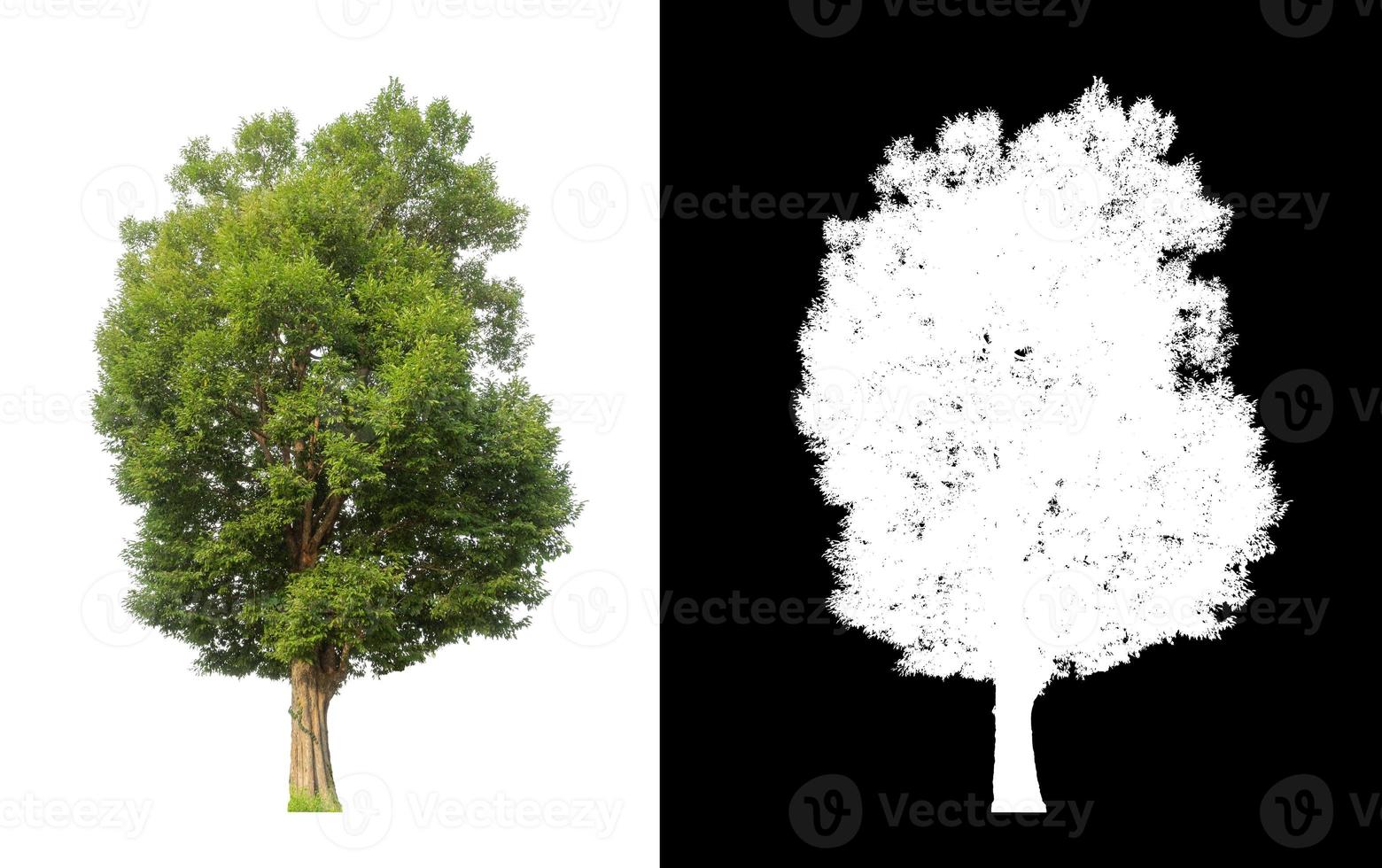 single tree with clipping path and alpha channel on black background photo