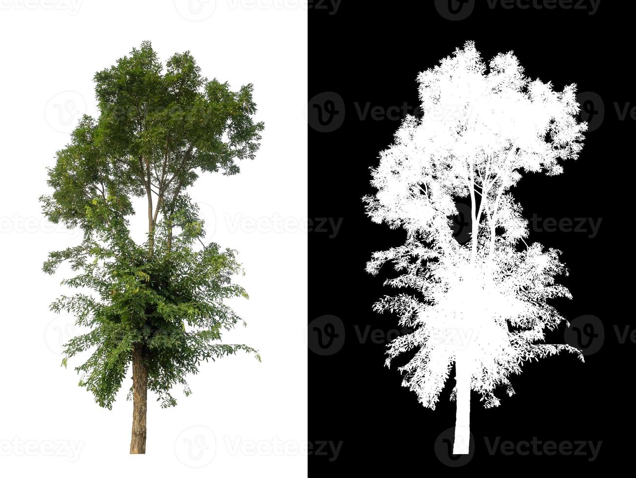 single tree with clipping path and alpha channel on black background photo