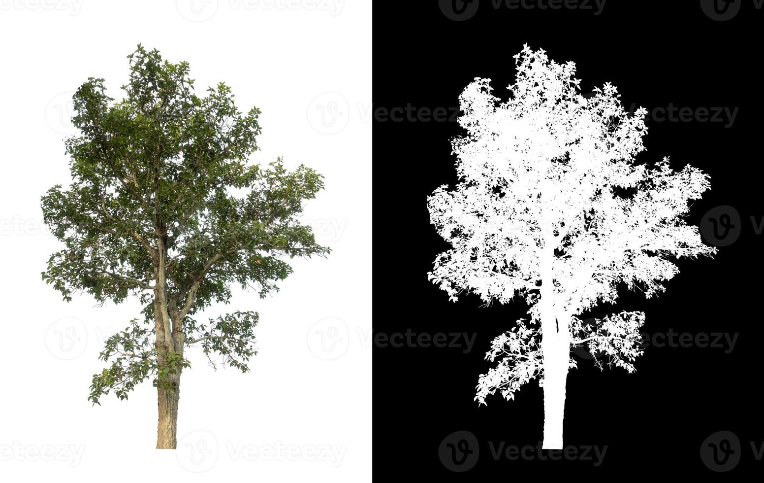 árbol único con trazado de recorte y canal alfa sobre fondo negro foto