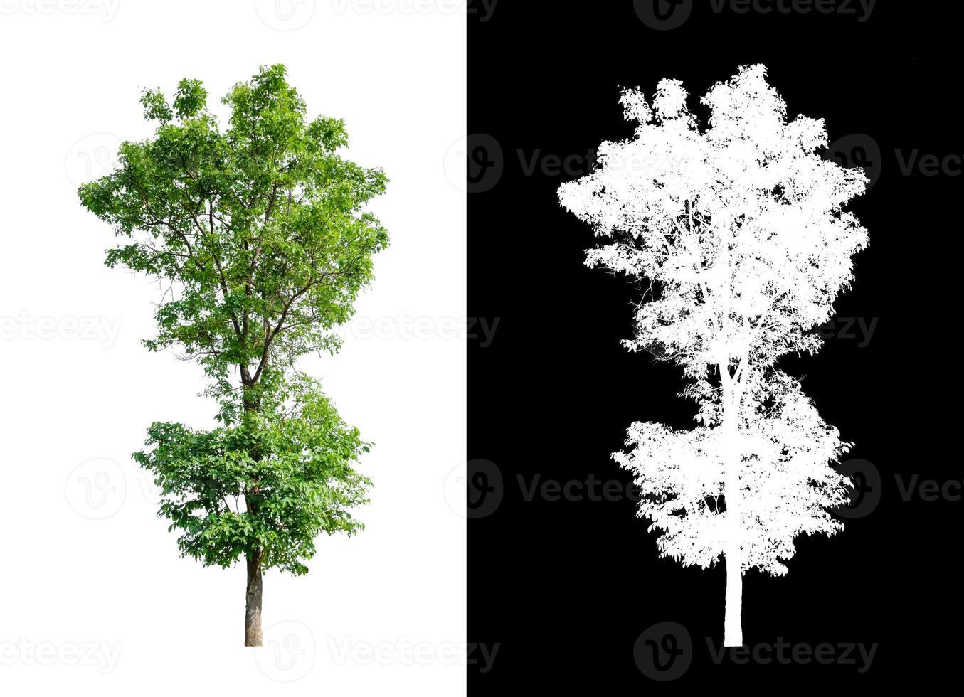 tree that are isolated on white background are suitable for both printing photo
