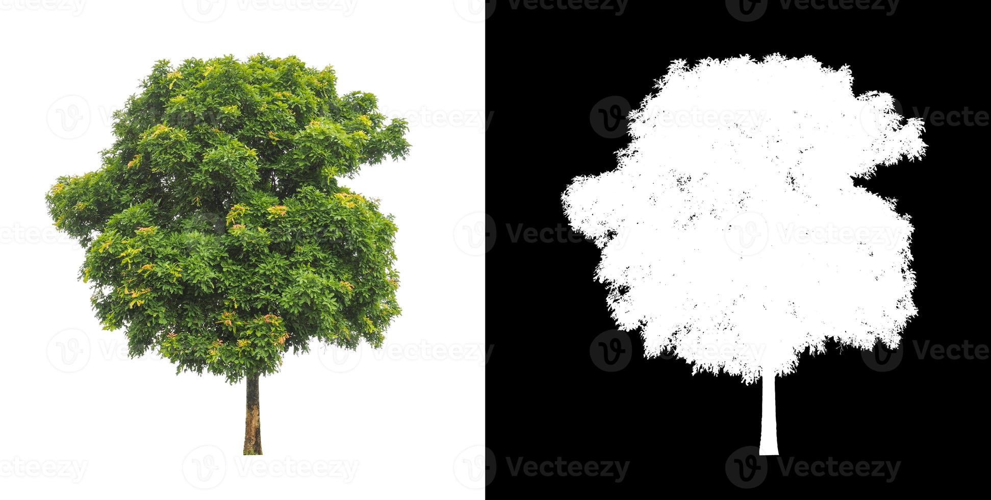 Green tree isolated on white background with clipping path, single tree with clipping path and alpha channel on black background photo