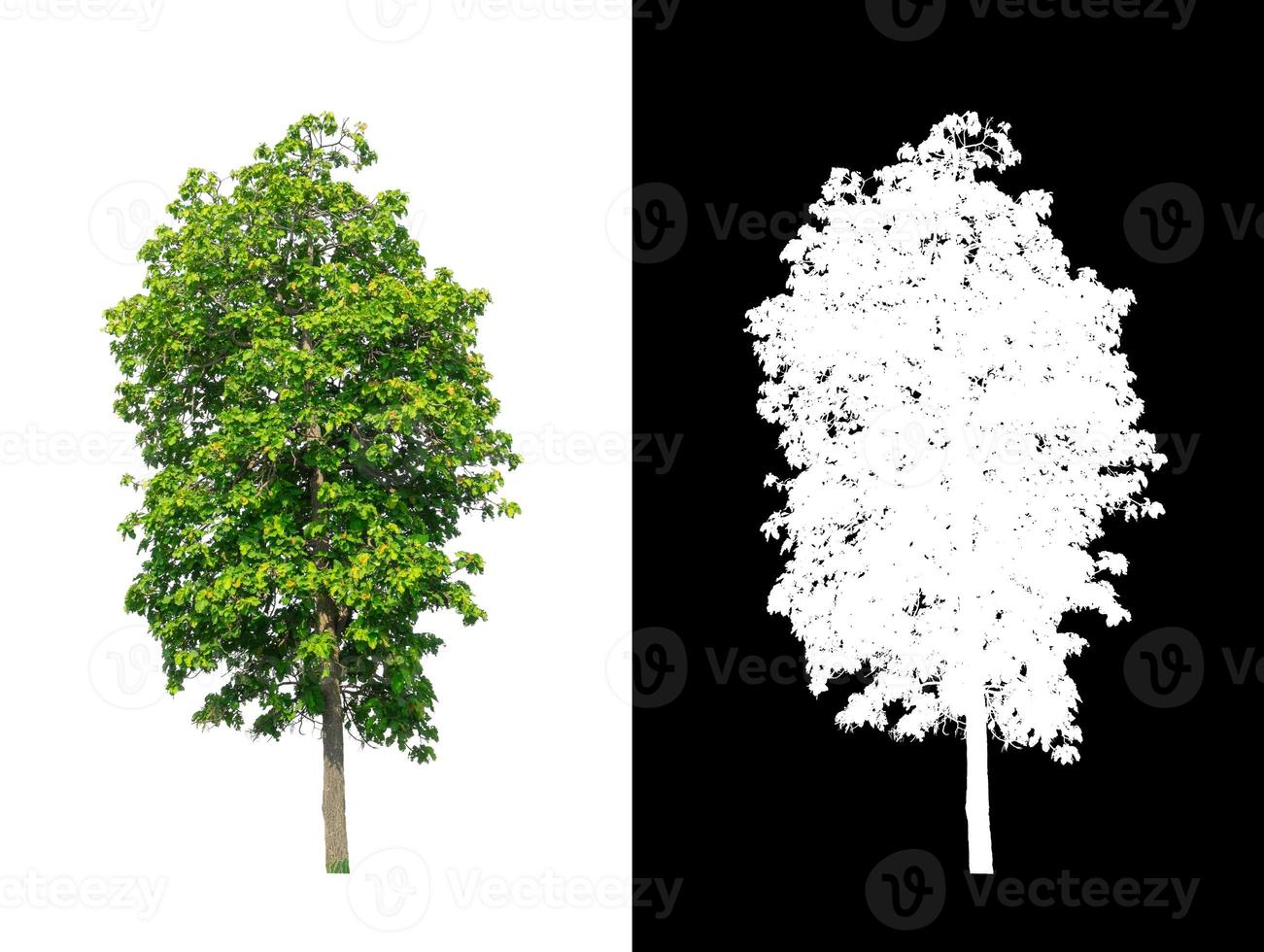 Green tree isolated on white background with clipping path, single tree with clipping path and alpha channel on black background photo