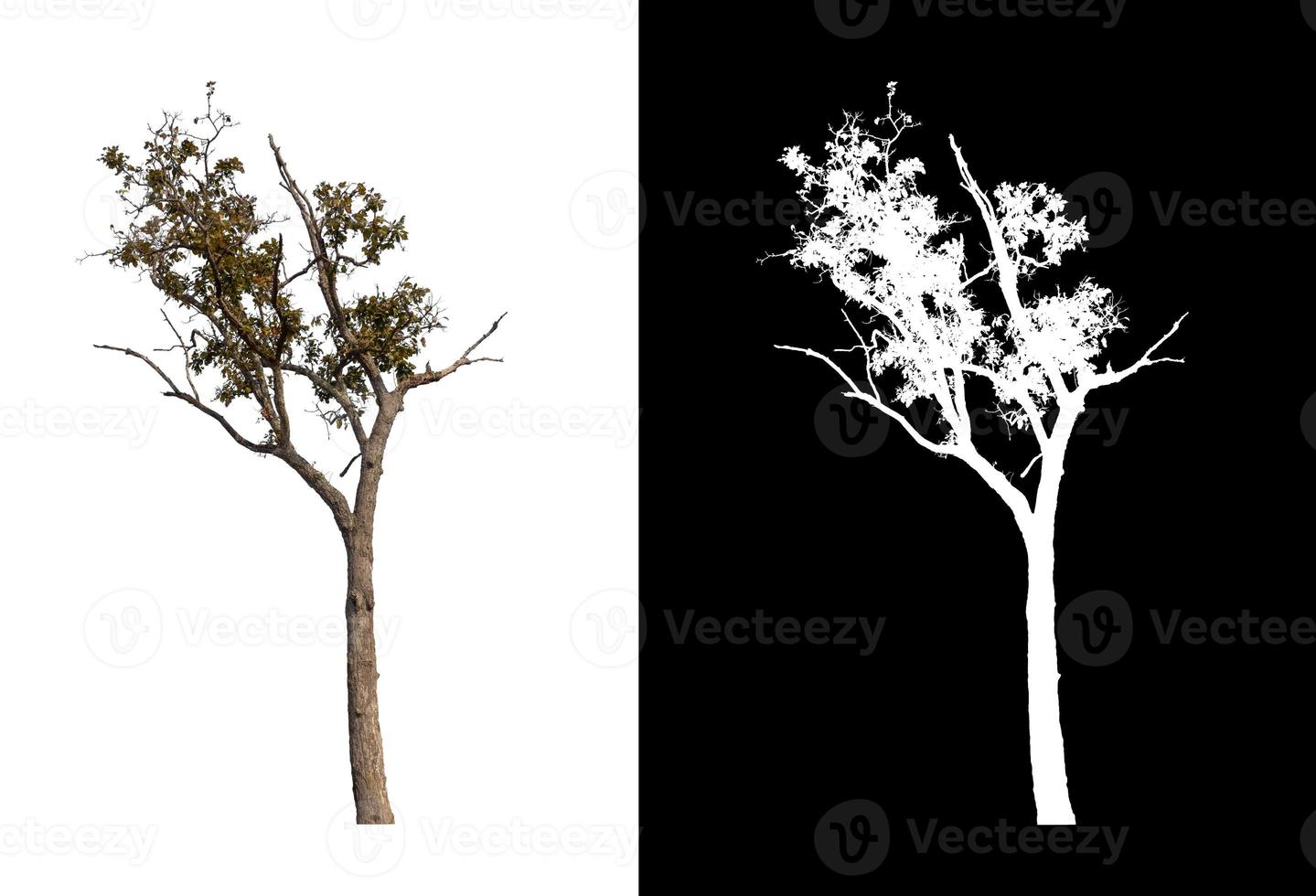 single tree with clipping path and alpha channel on black background photo
