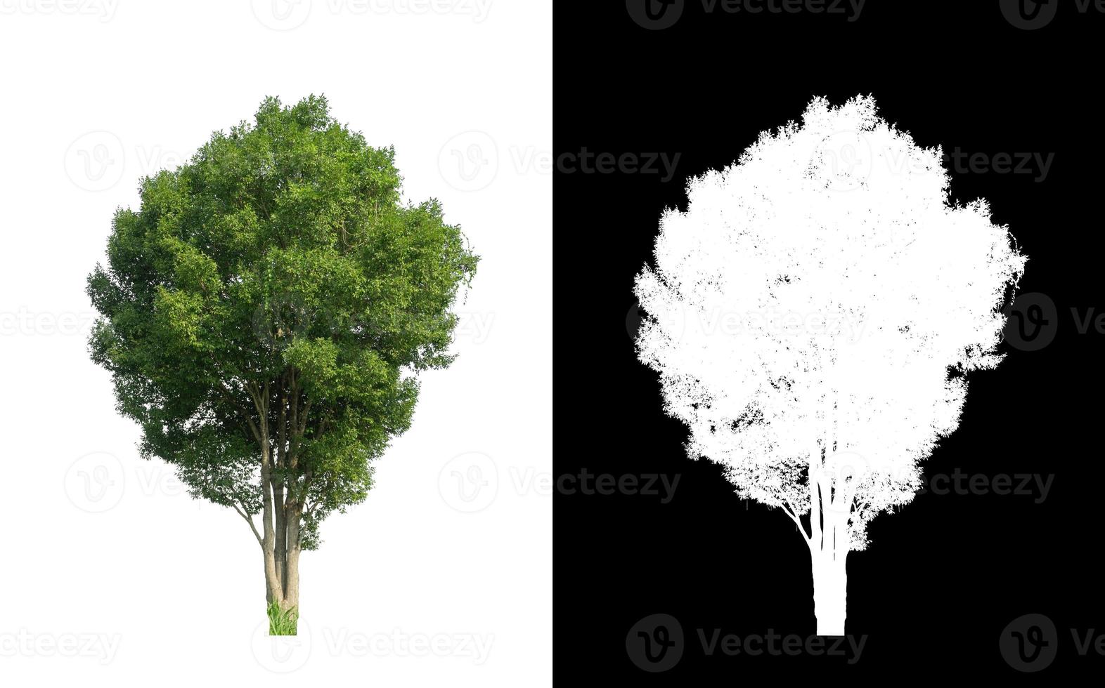 Green tree isolated on white background with clipping path, single tree with clipping path and alpha channel on black background photo