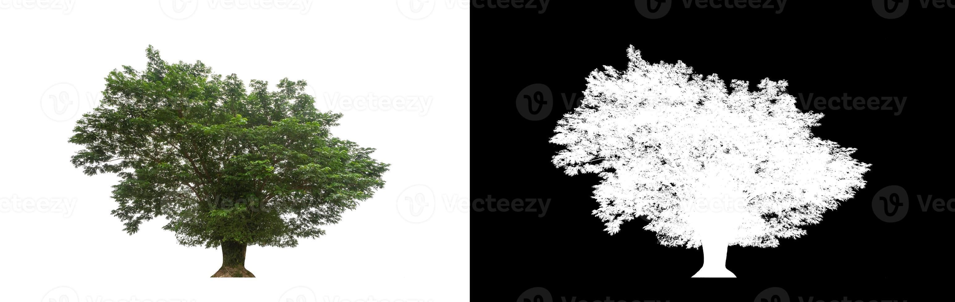 Green tree isolated on white background with clipping path, single tree with clipping path and alpha channel on black background photo