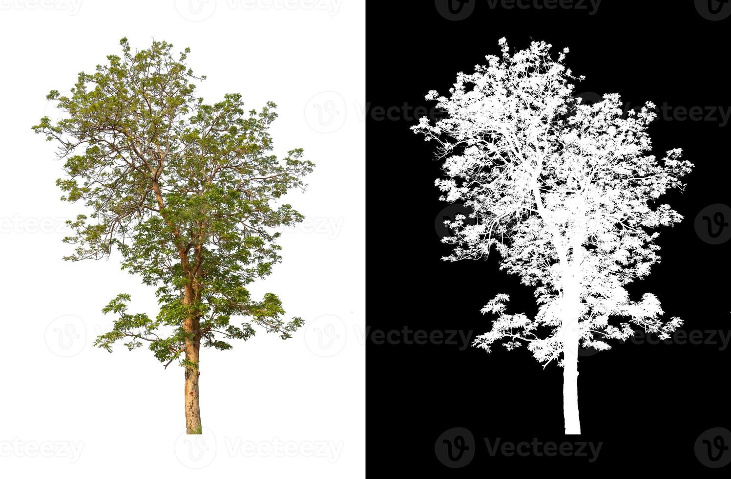 single tree with clipping path and alpha channel on black background photo