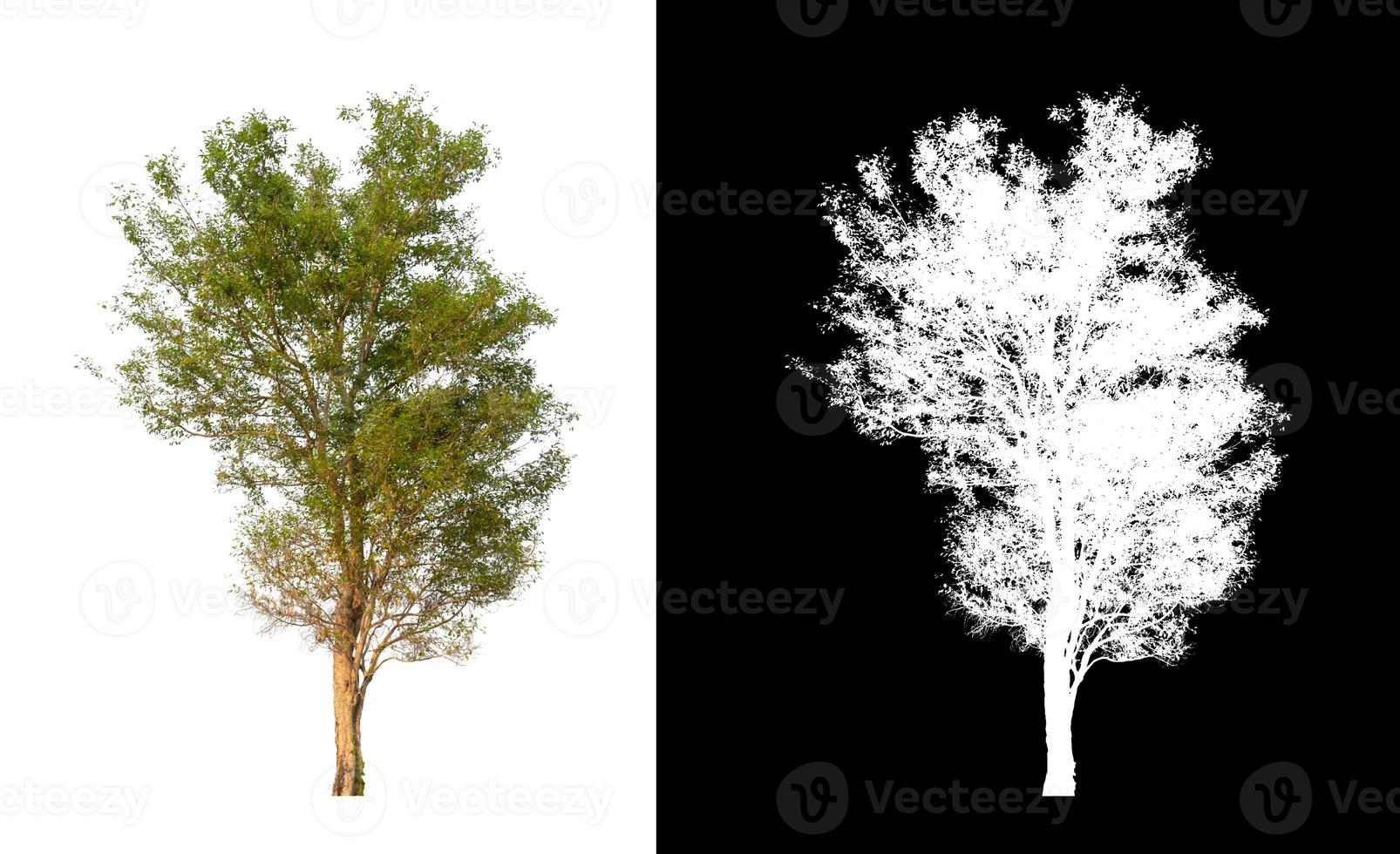 árbol único con trazado de recorte y canal alfa sobre fondo negro foto