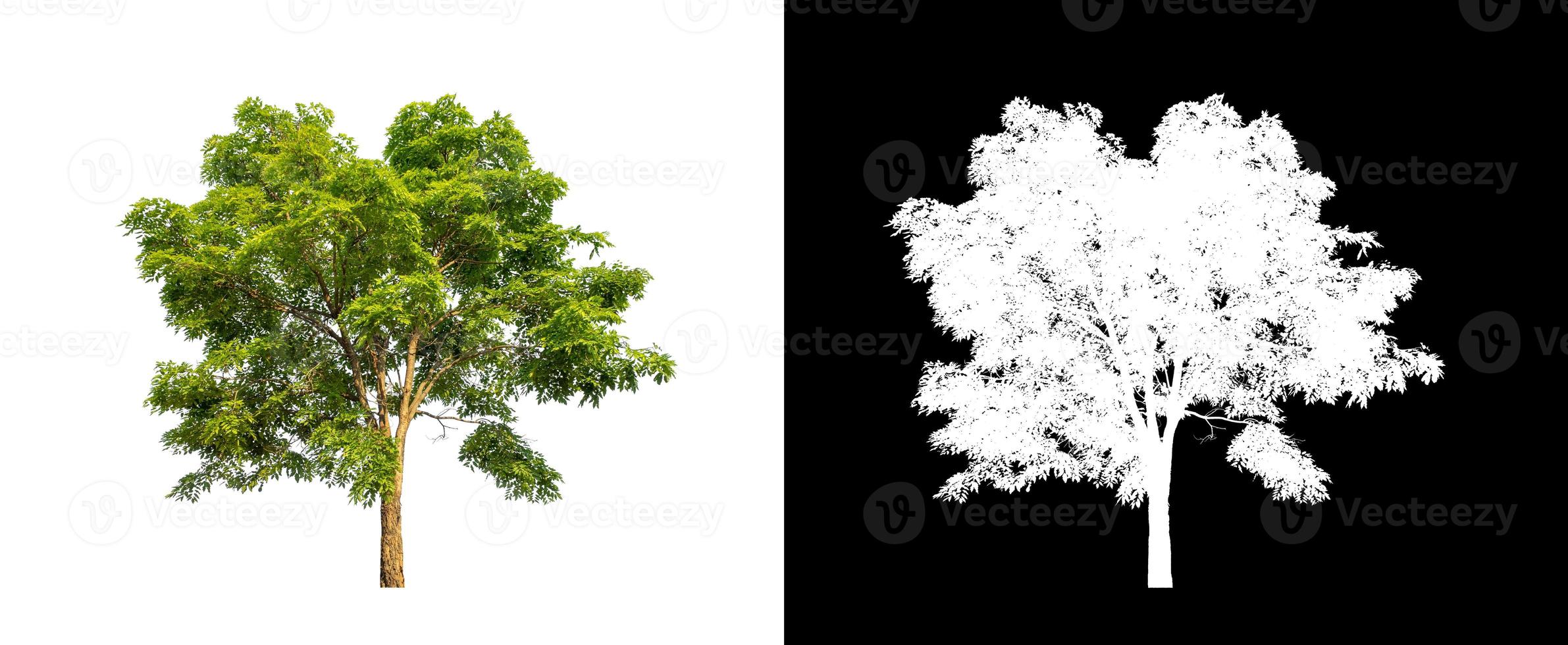 Green tree isolated on white background with clipping path, single tree with clipping path and alpha channel on black background photo