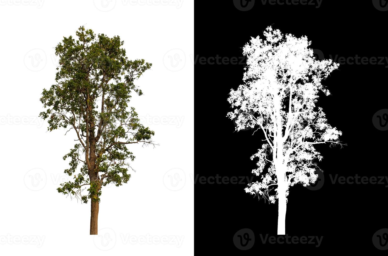 single tree with clipping path and alpha channel on black background photo