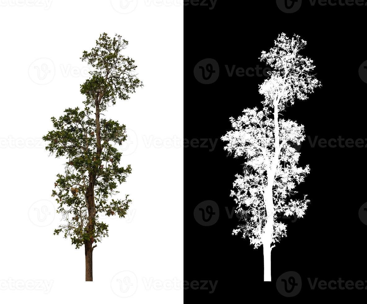 single tree with clipping path and alpha channel on black background photo