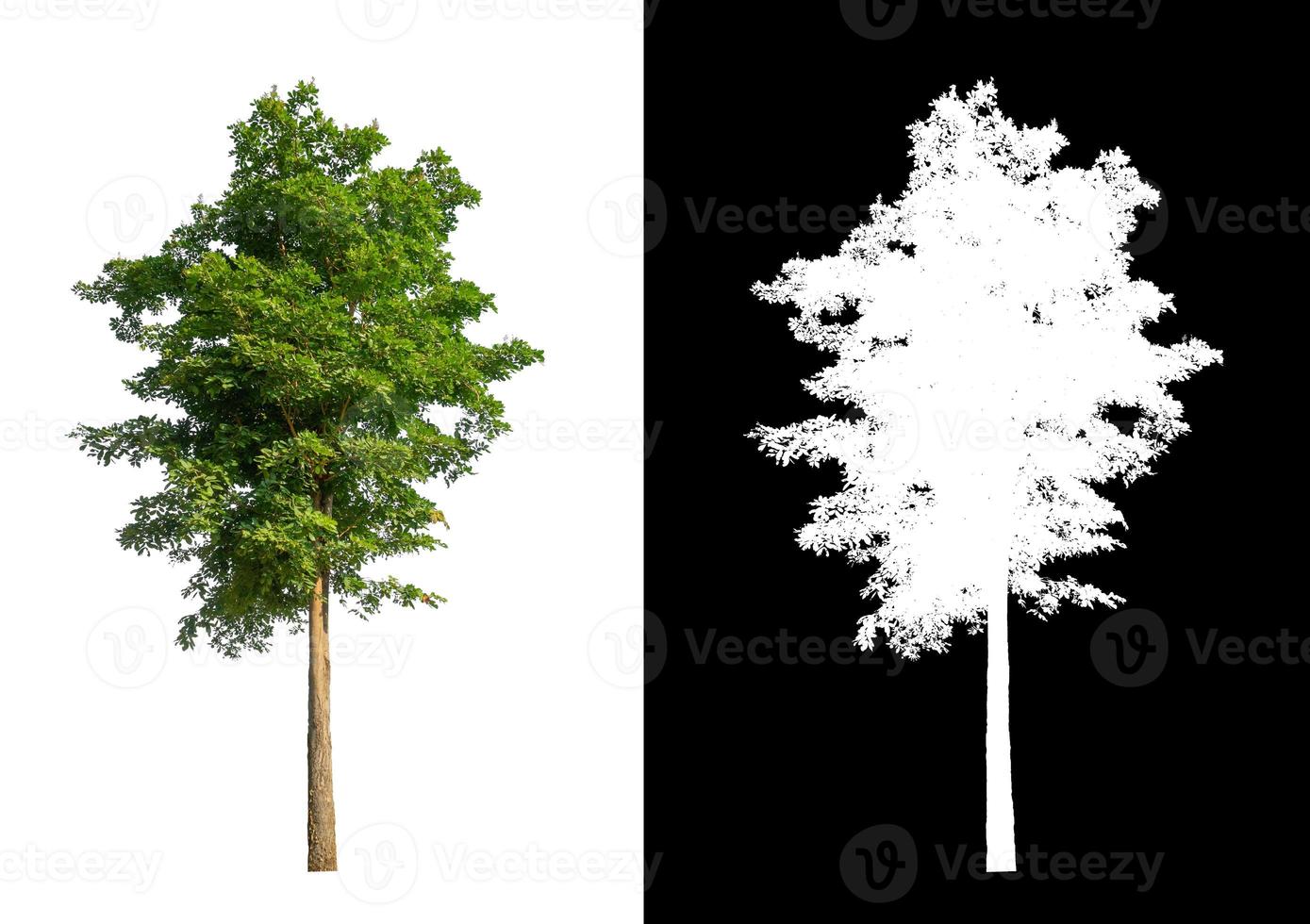 single tree with clipping path and alpha channel on black background photo