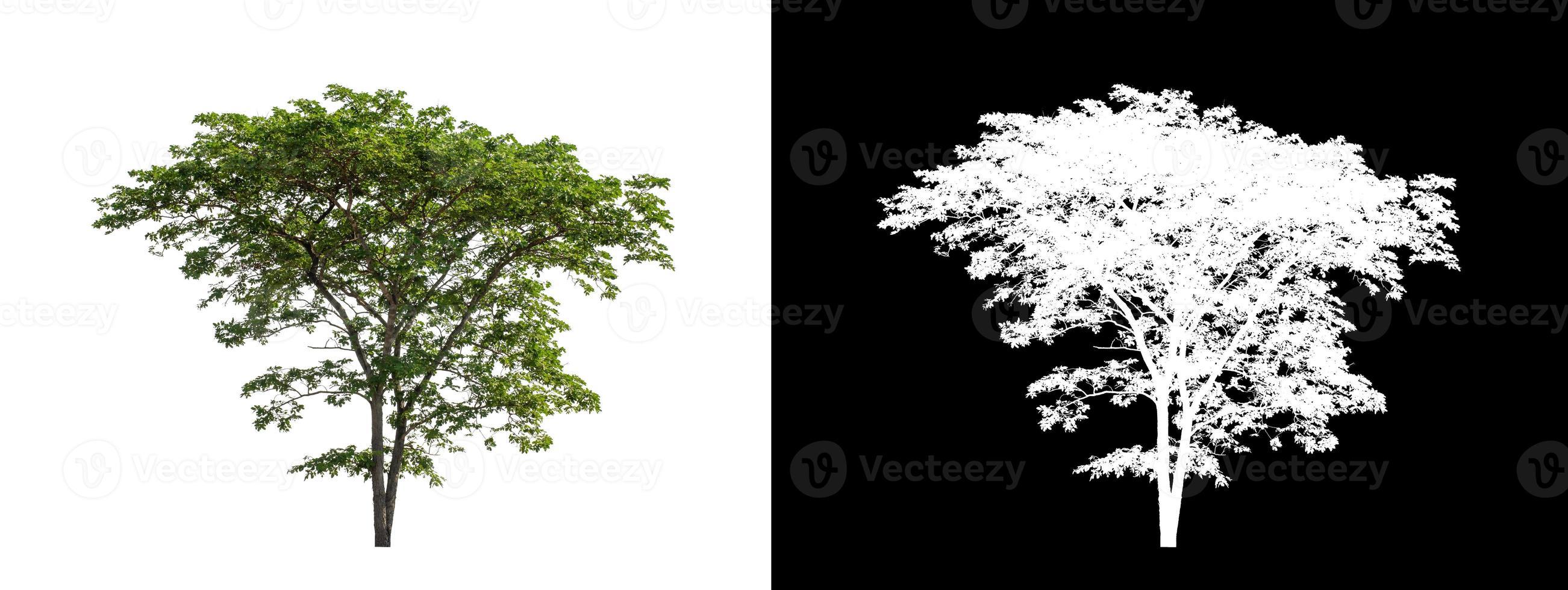 single tree with clipping path and alpha channel on black background photo