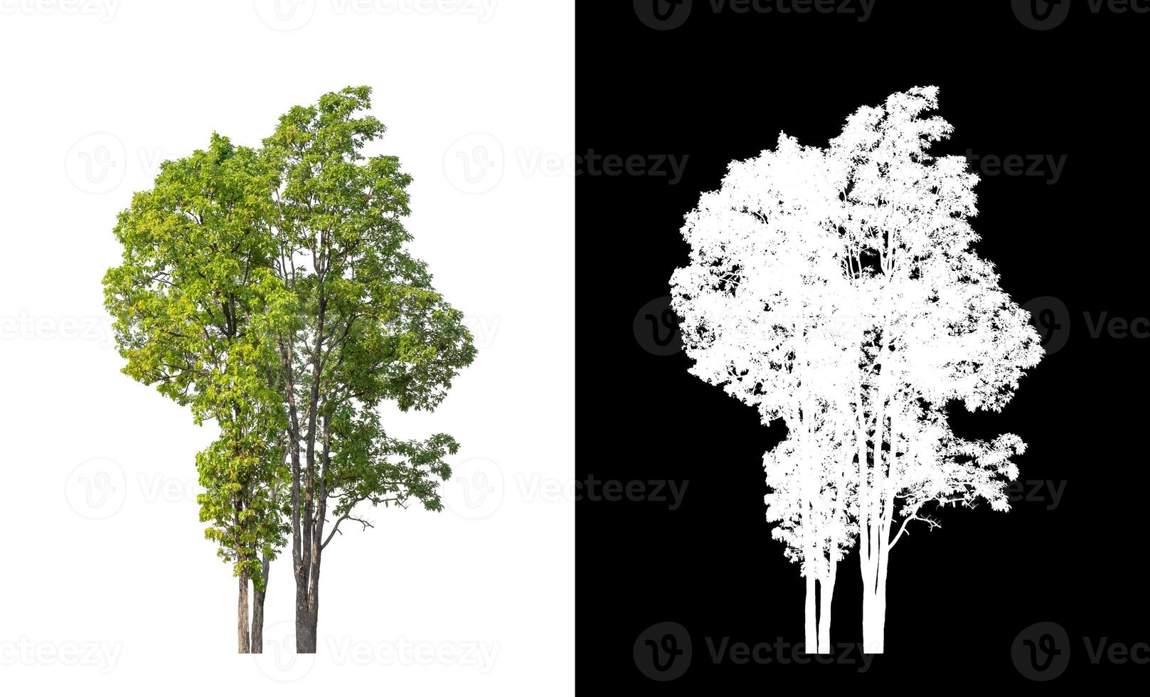 Green tree isolated on white background with clipping path, single tree with clipping path and alpha channel on black background photo