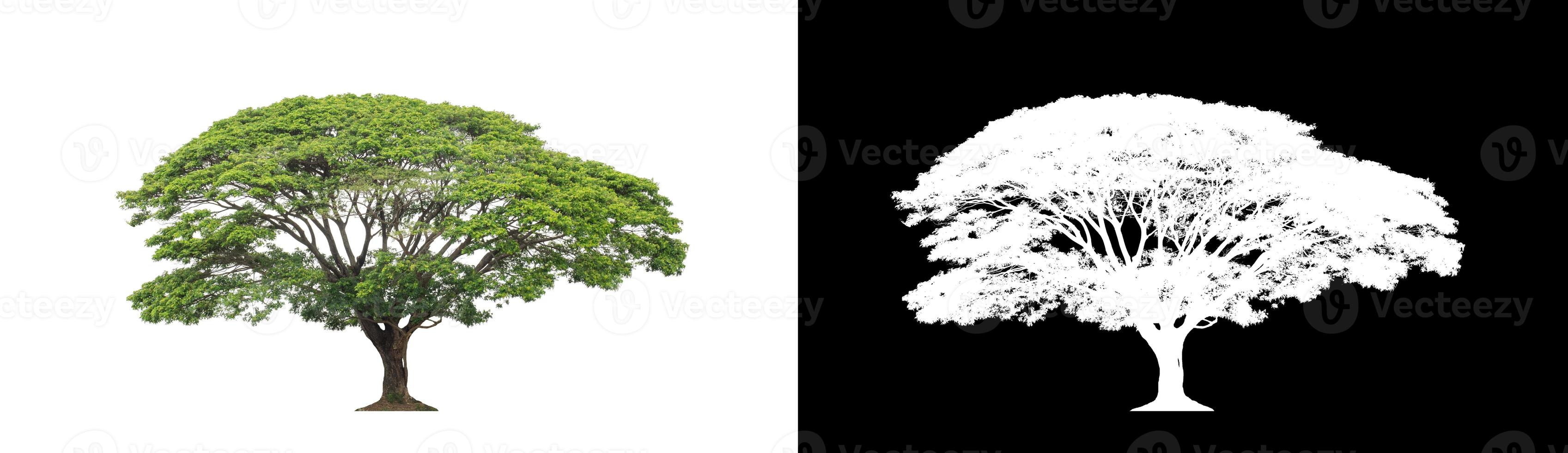 Green tree isolated on white background with clipping path, single tree with clipping path and alpha channel on black background photo