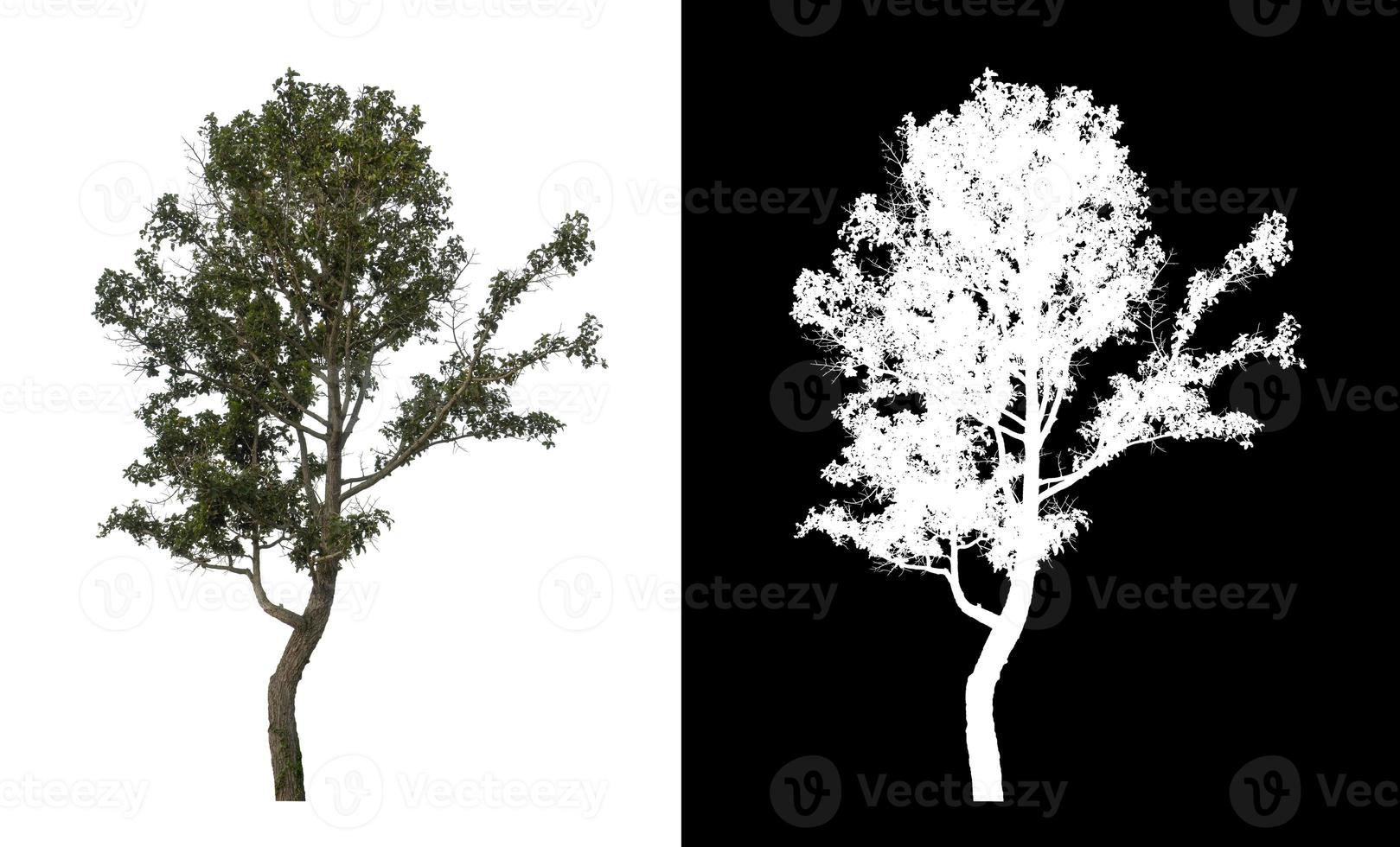 árbol único con trazado de recorte y canal alfa sobre fondo negro foto