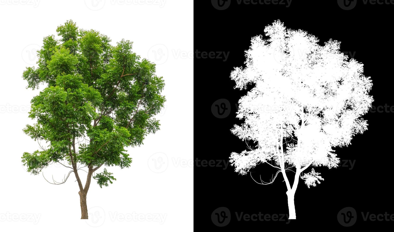 Green tree isolated on white background with clipping path, single tree with clipping path and alpha channel on black background photo