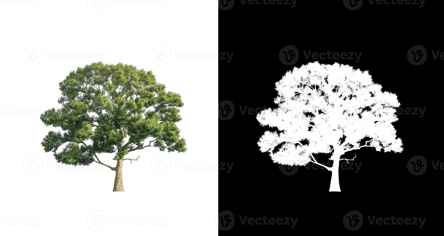 single tree with clipping path and alpha channel on black background photo