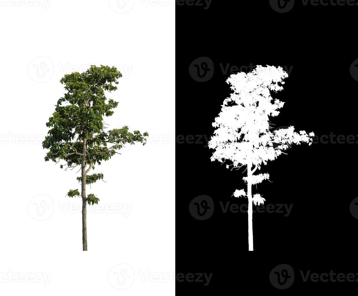 single tree with clipping path and alpha channel on black background photo
