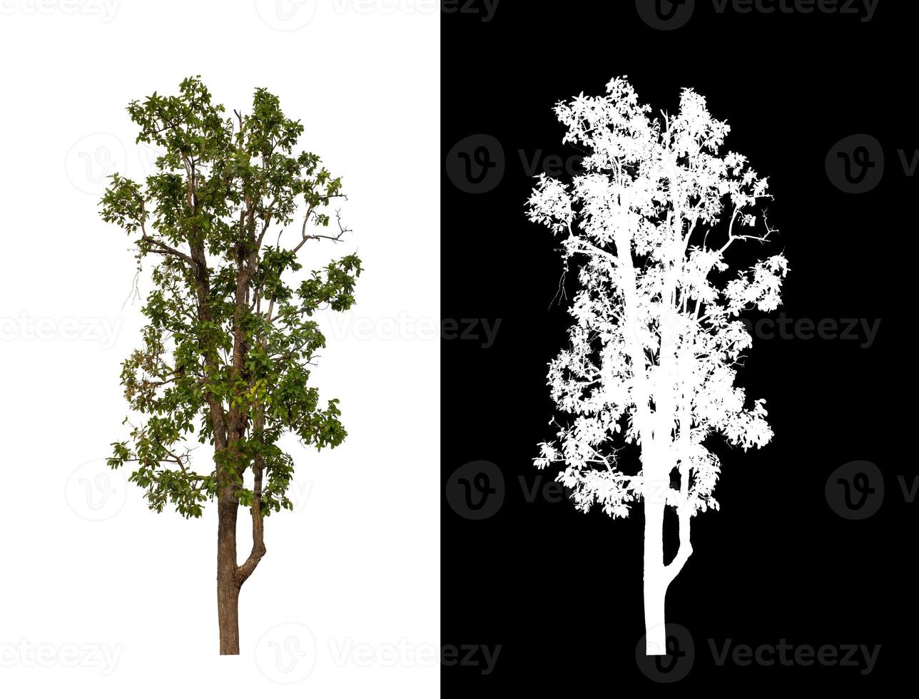 single tree with clipping path and alpha channel on black background photo