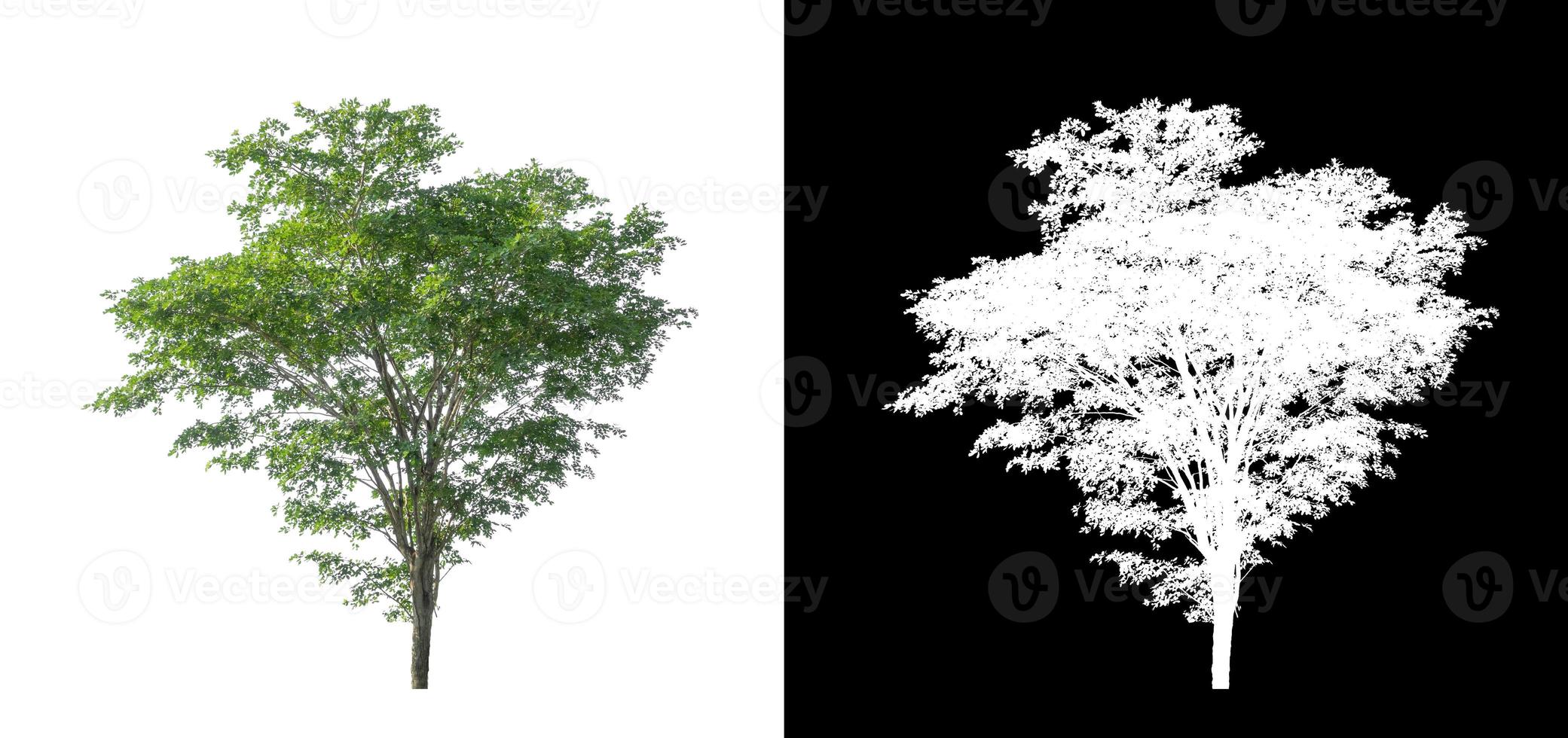 árbol único con trazado de recorte y canal alfa sobre fondo negro foto