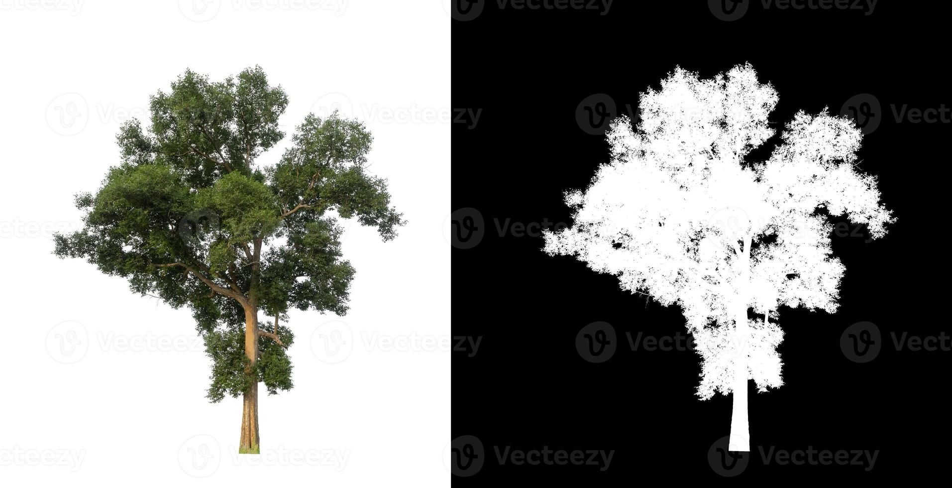 single tree with clipping path and alpha channel on black background photo