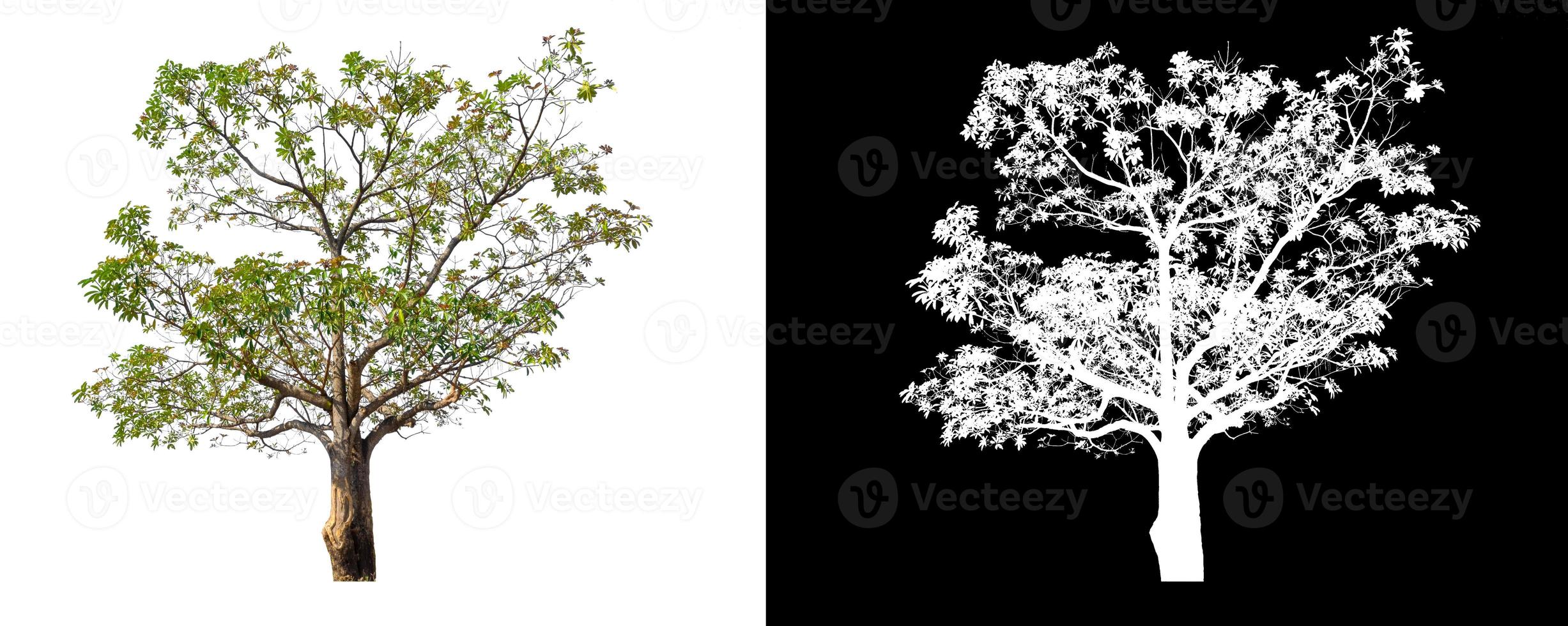 single tree with clipping path and alpha channel on black background photo