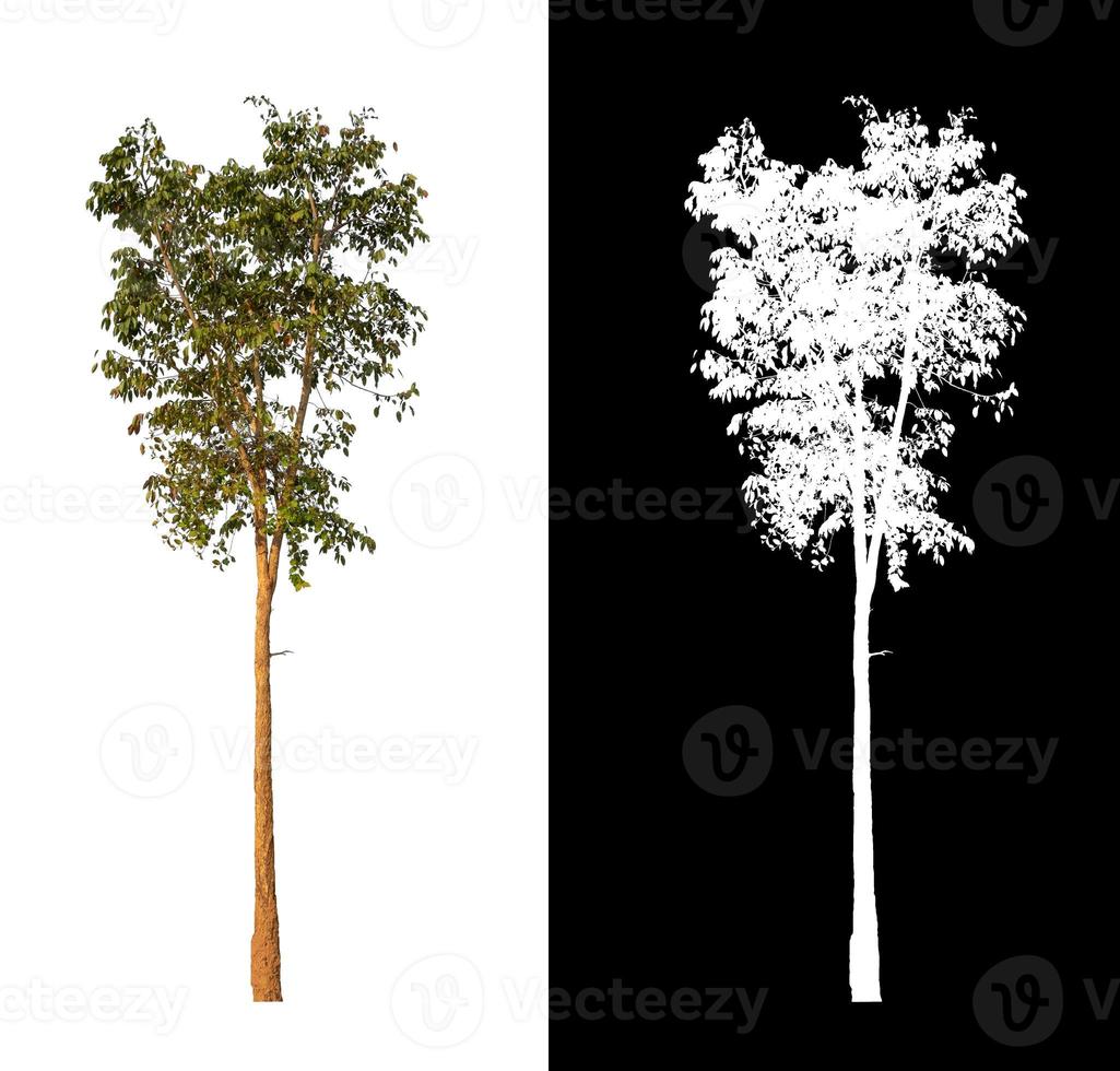 single tree with clipping path and alpha channel on black background photo