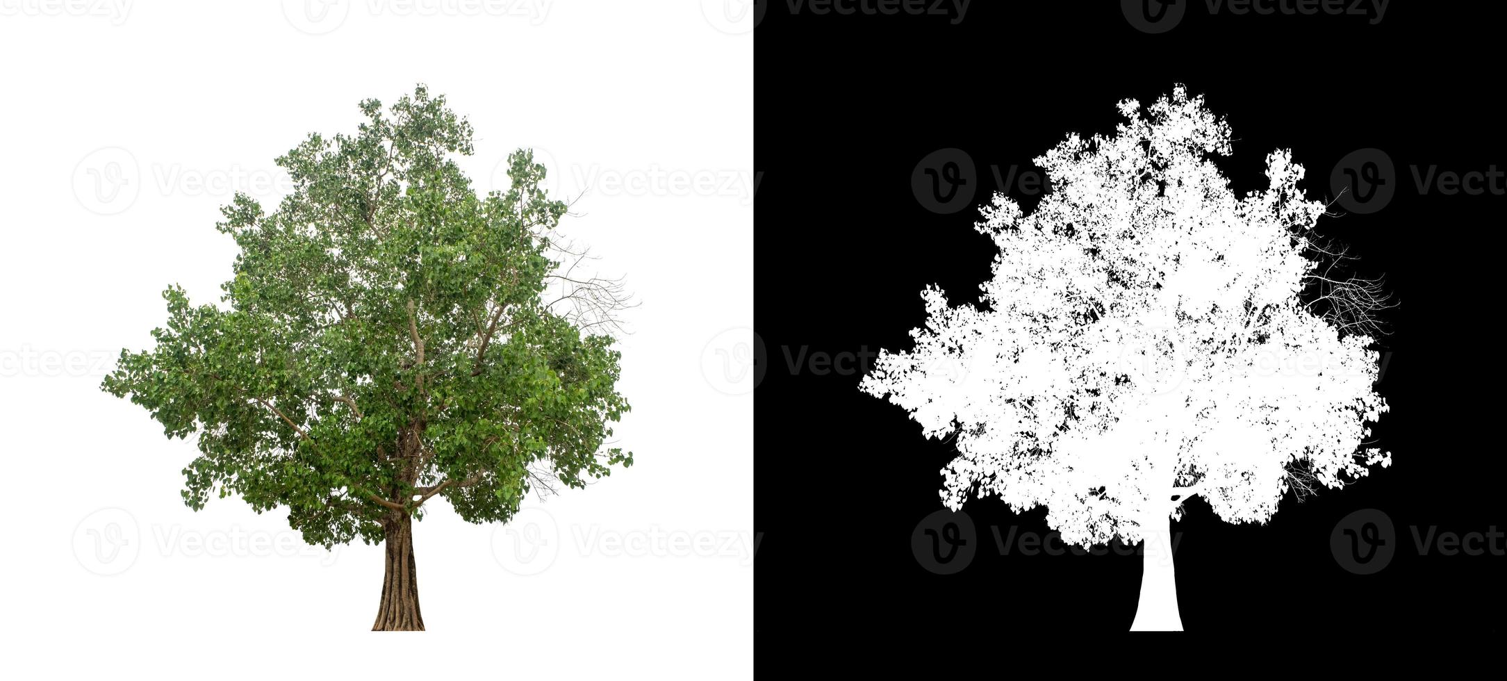 Green tree isolated on white background with clipping path, single tree with clipping path and alpha channel on black background photo