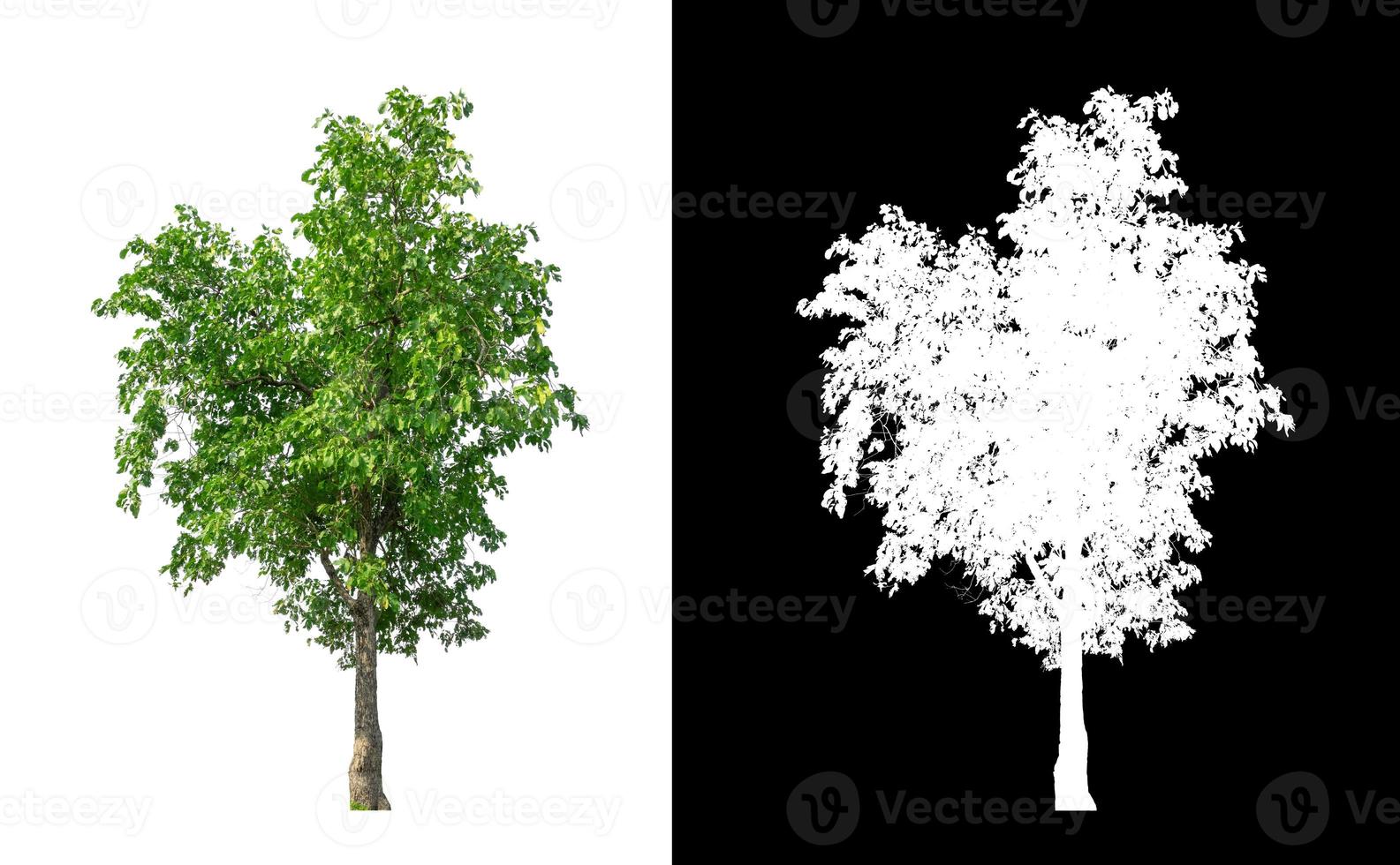 single tree with clipping path and alpha channel on black background photo