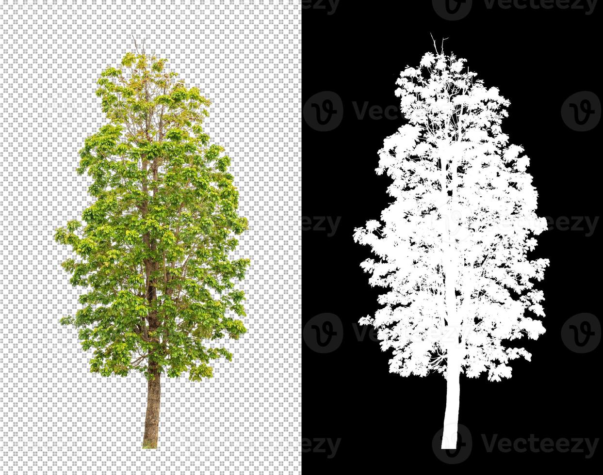Tree on transparent picture background with clipping path, single tree with clipping path and alpha channel photo