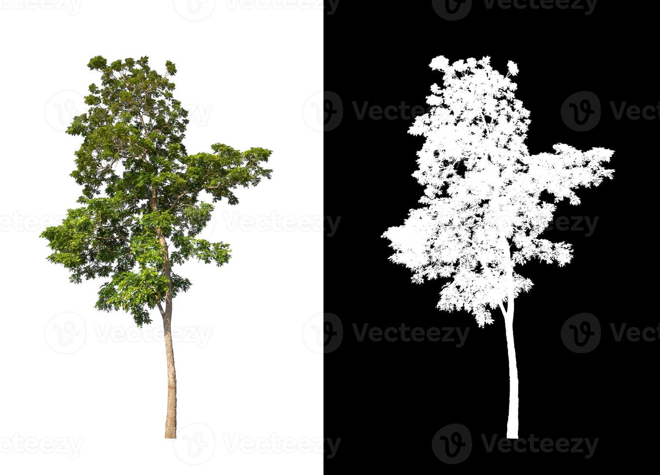 single tree with clipping path and alpha channel on black background photo