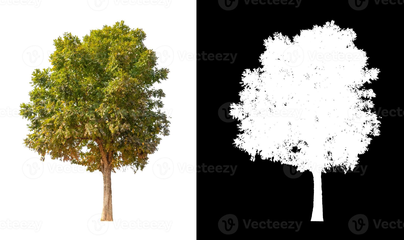 single tree with clipping path and alpha channel on black background photo