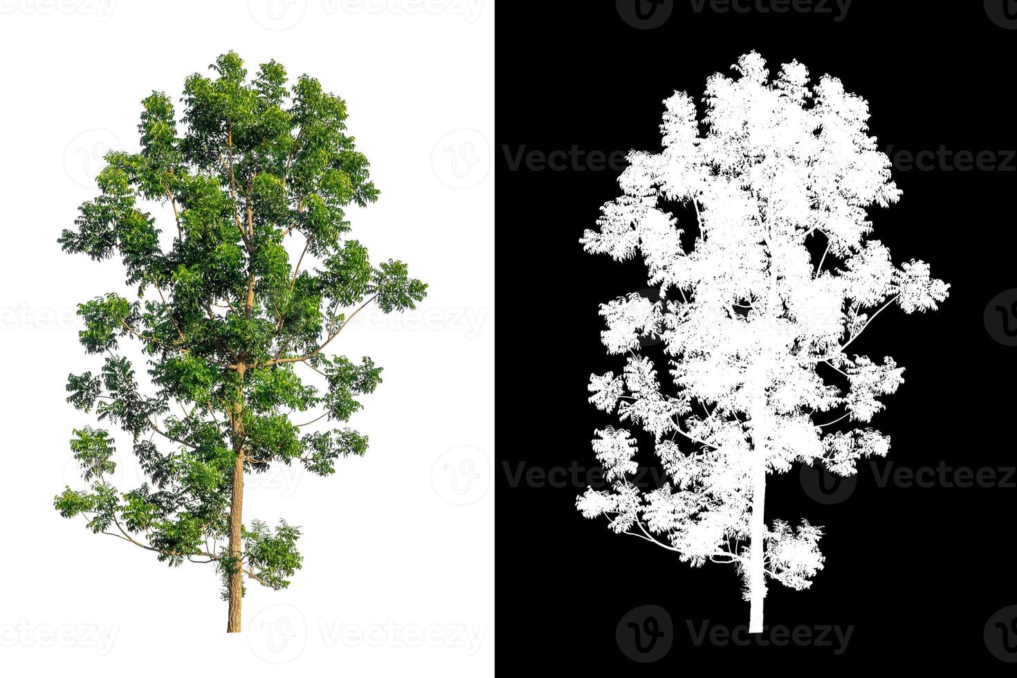 Green tree isolated on white background with clipping path, single tree with clipping path and alpha channel on black background photo