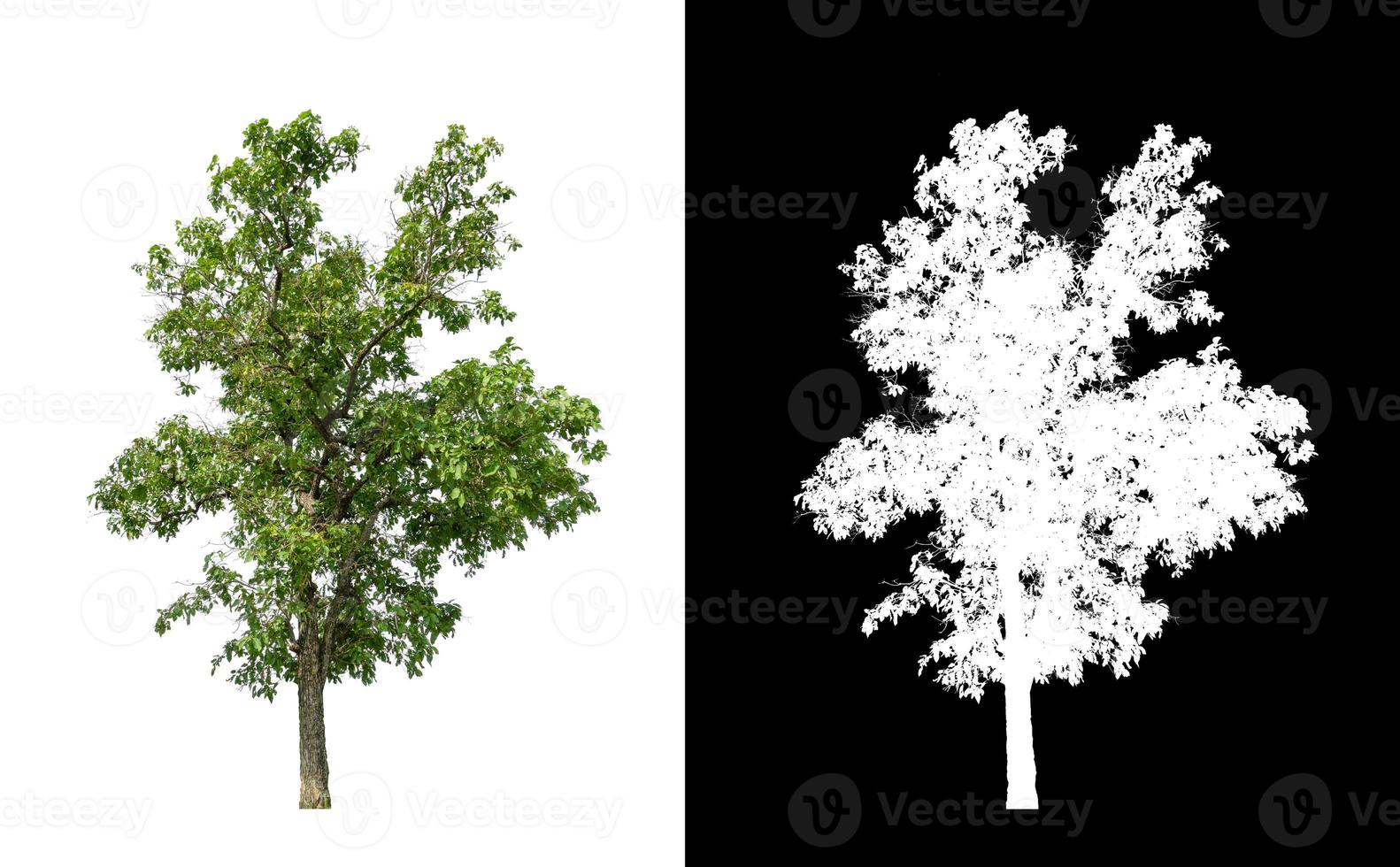 Tree that are isolated on a white background are suitable for both printing photo