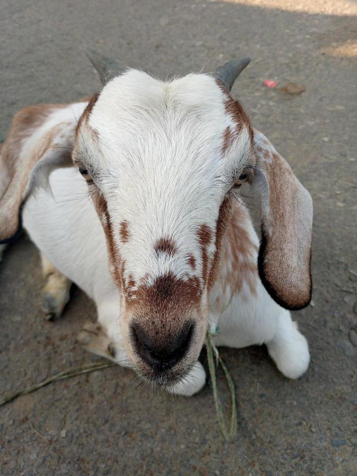 Front view portrait of a goat photo