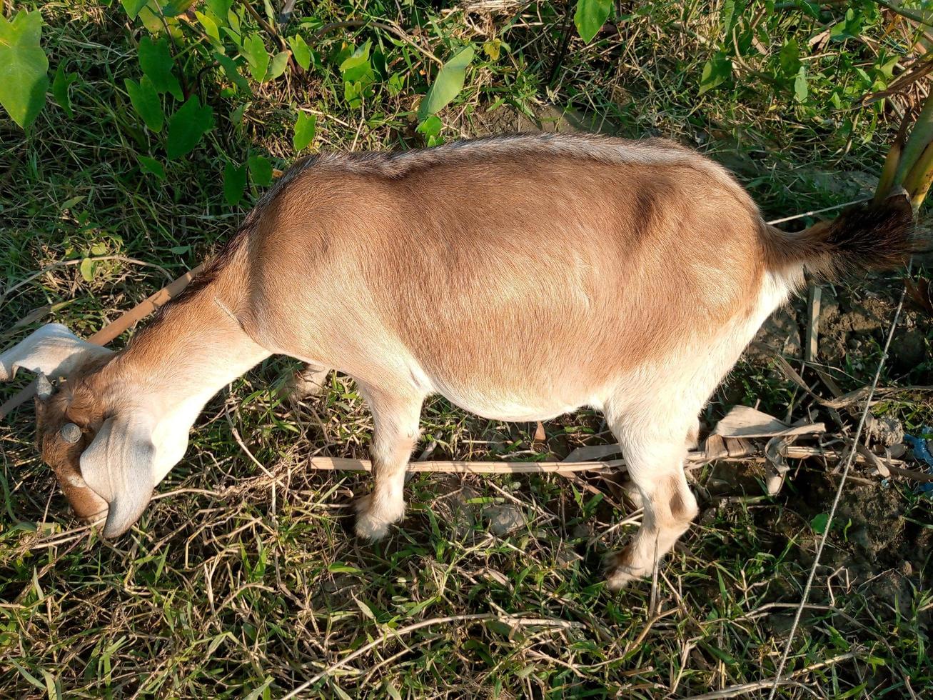 Front view portrait of a goat photo